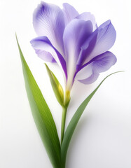 Fresh Iris flower isolated white