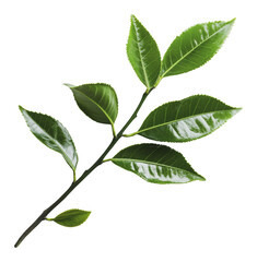 Obraz premium PNG Fresh green tea leaves in sunlight