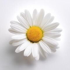 Fresh Daisy flower isolated white