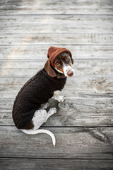 funny autumn photos of dogs in warm clothes, funny dachshunds in hats and autumn sweaters