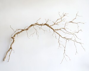 Fototapeta premium Branch with intricate twigs, white isolated background.