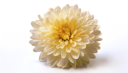 Fresh Chrysanthemum flower isolated white