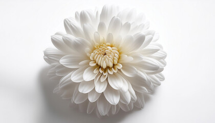 Fresh Chrysanthemum flower isolated white