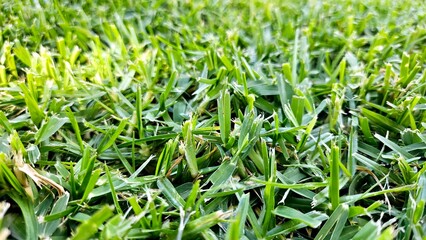 Close up of blades of green grass in a lawn