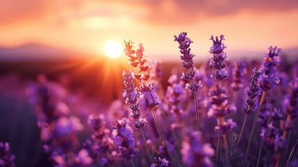 Naklejka premium Lavender Field at Sunset with Beautiful Sun Setting Over Horizon