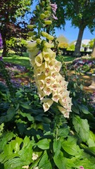 Yellow white common Foxglove Lady's glove flower with purple spots. Digitalis purpurea Camelot White © Michael
