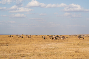 Wildebeest grazing in the grass with clouds in the blue sky
