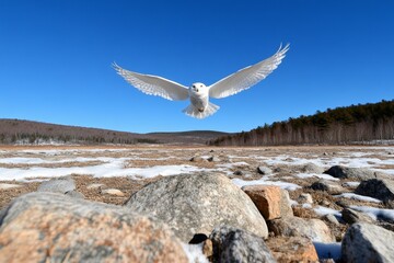 A snowy owl in a winter landscape, with white feathers blending into the snow