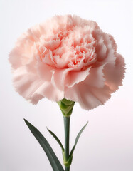 Fresh Carnation flower isolated white