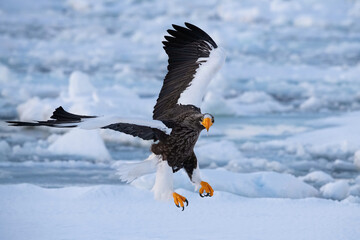 Magnificent Steller's Sea Eagle (Haliaeetus pelagicus) in flight over icy terrain, showcasing powerful wings and sharp talons against a cold, blue Arctic background.