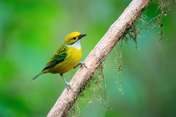 A stunning Silver-throated Tanager (Tangara icterocephala) perches on a branch in a vibrant green rainforest background, highlighting its colorful yellow and green feathers.