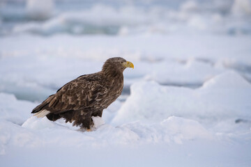 Majestic White-tailed Eagle (Haliaeetus albicilla) perched on snow-covered terrain, displaying its strong build and intense gaze in a winter Arctic setting.