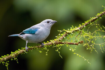 A Blue-gray Tanager (Thraupis episcopus) perches delicately on a vibrant green branch, showcasing its soft blue and gray plumage against a blurred green background.