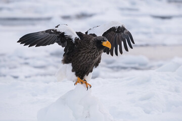 Majestic Steller's Sea Eagle (Haliaeetus pelagicus) with wings spread, perched on ice in a winter landscape, showcasing its powerful stance and striking yellow beak against the frozen backdrop.