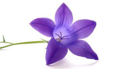 Fresh Bluebell flower isolated white