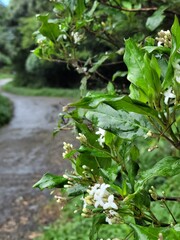 leaves near the road