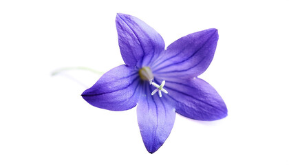 Fresh Bluebell flower isolated white