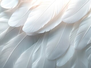Naklejka premium Soft White Feathers Close Up