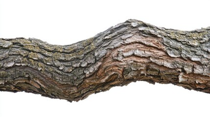 Fototapeta premium Textured tree branch with intricate bark details, white isolate background