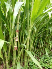 Obraz premium Fresh sugar cane growing in a lush garden setting, ready to be harvested and consumed, green, sugar cane, natural