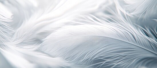 Fototapeta premium Soft White Feathers