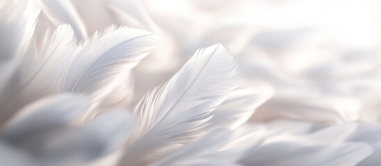 Obraz premium Delicate White Feathers