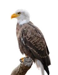 Obraz premium a Eagle bird isolated white