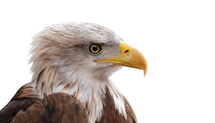Obraz premium a Eagle bird isolated white