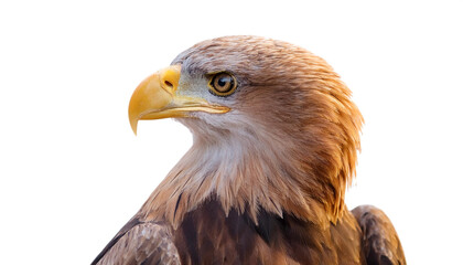 Fototapeta premium a Eagle bird isolated white