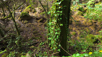 Mystical forest at Rio de Mouros pathway in Condeixa, Coimbra Portugal