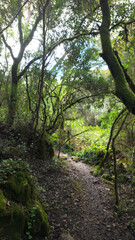 Mystical forest at Rio de Mouros pathway in Condeixa, Coimbra Portugal