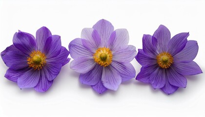 Obraz premium flowers isolated on white