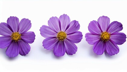 Obraz premium flowers isolated on white background