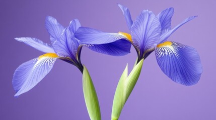 Two blue iris flowers with yellow centers against a purple background.
