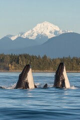 Two whales breaching the surface with a snowy mountain backdrop.