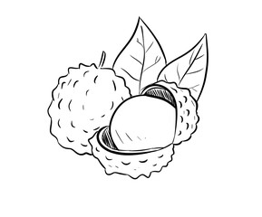 lychee digital drawing illustration isolated