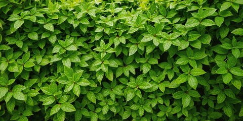 Lush green leaves in a natural environment, creating a serene and peaceful backdrop for designs, eco-friendly, backdrop