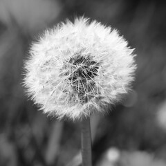 Black and White Dandelion Close Up