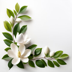 Fresh Magnolia flower garland foliage on side position provides copy space for text. background concept isolated white