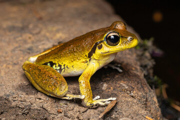 Male Australian Stony Creek Frog i breeding colours