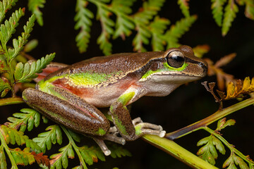 Australian Blue Mountains Tree Frog