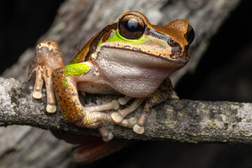 Australian Blue Mountains Tree Frog