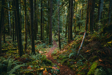 USA, Washington State, Olympic National Forest. Ranger Hole Trail through forest.