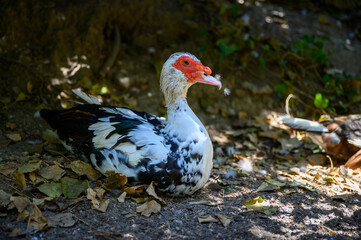 Sitting Muscovy duck among leaves