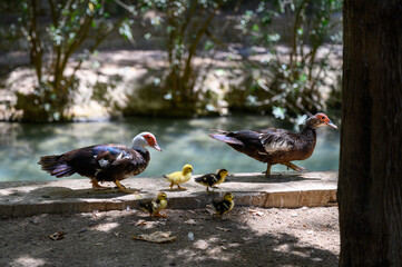 Muscovy ducks with little chickens on bank of river