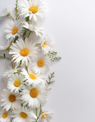 Obraz premium Fresh Daisy flower garland foliage on side position provides copy space for text. background concept isolated white