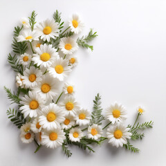Fresh Daisy flower garland foliage on side position provides copy space for text. background concept isolated white