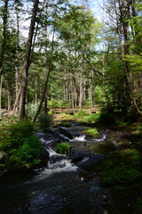 river in the forest