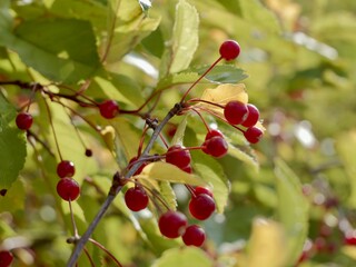 Red apples on a tree of the Siebold's crab (Malus toringo, syn. Malus sieboldii), Siebold's crabapple or Toringo crabapple. A species of crabapple native to eastern Asia, China, Japan, and Korea
