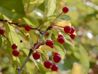 Red apples on a tree of the Siebold's crab (Malus toringo, syn. Malus sieboldii), Siebold's crabapple or Toringo crabapple. A species of crabapple native to eastern Asia, China, Japan, and Korea